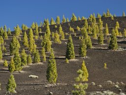 Tenerife2002-2003-004